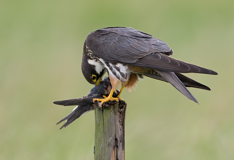 boomvalk en de zwaluw. web.jpg